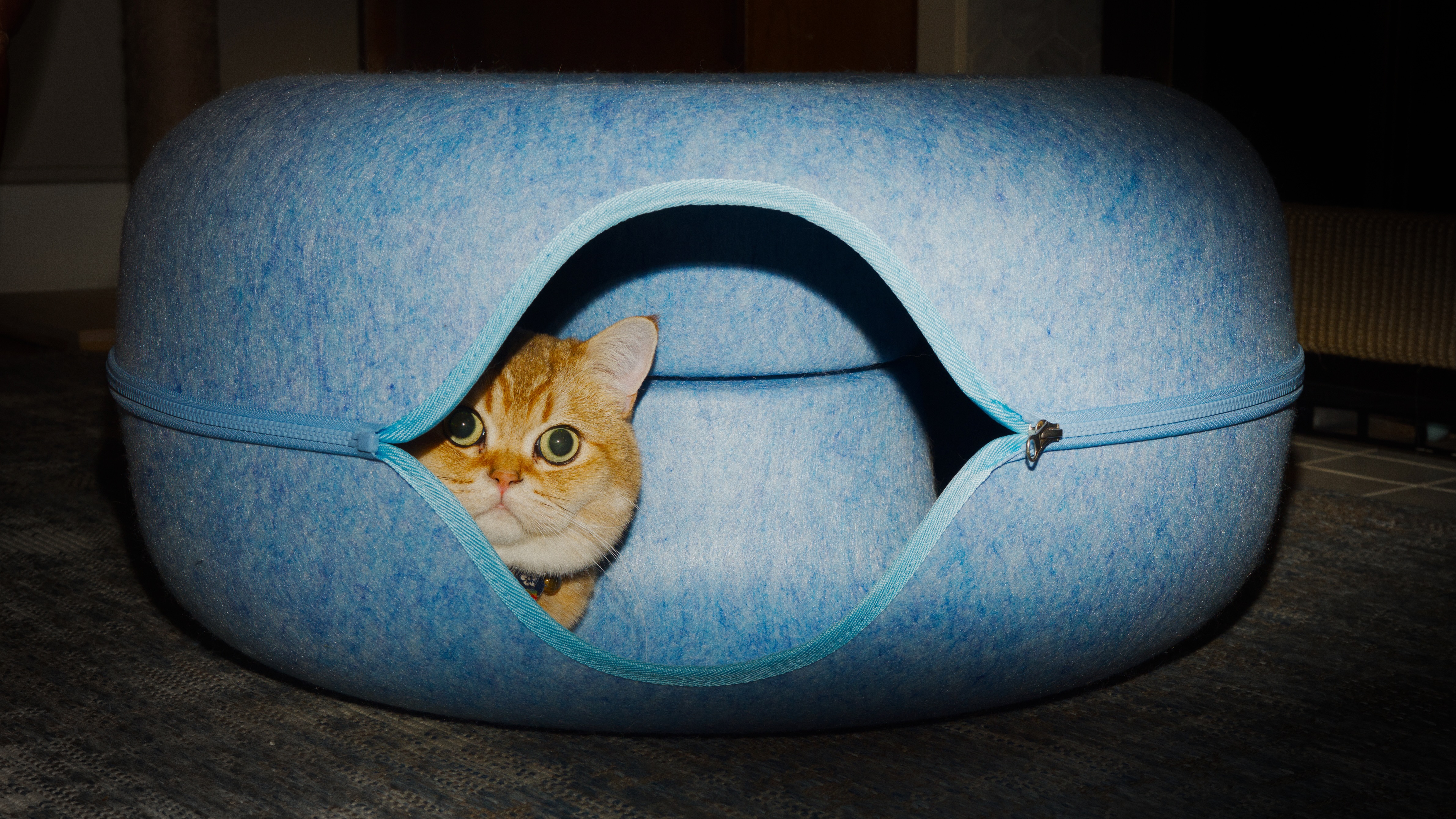 An orange cat peeks out from inside a light blue felt cat bed with a circular entrance opening.